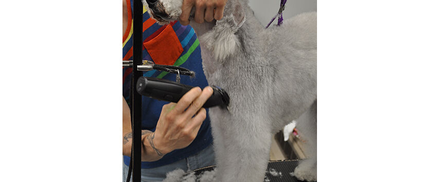 How to Groom a Bedlington Terrier